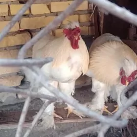 пупекли брама катыш гибридлар