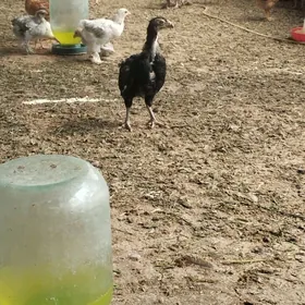 Broyler Gigant  Juje