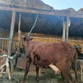 голели сыгыр