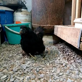 KARLIK TOWSAN TÙŸ YAPONCIK