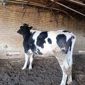 арасса галашдейин богаз унаджы