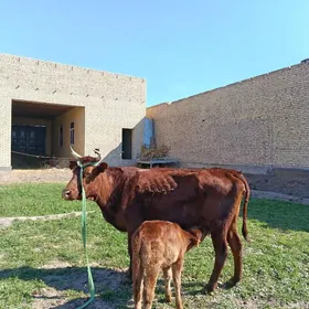 арасса бурлат голели сыгыр