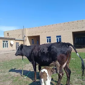 арасса чорну пийостур голели с