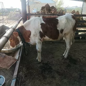 голе гулажын