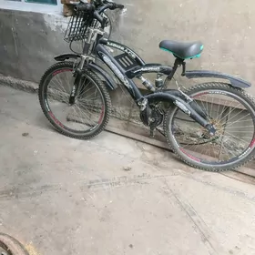 tigir Olimpia 26 lyk