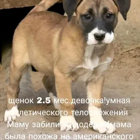 щенок в добрые руки