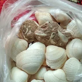 Bakaçanak Akwarium üçin