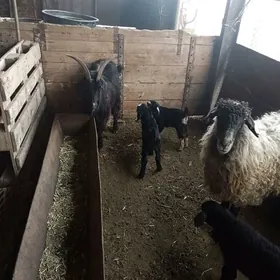 guzly goýun,owlakly geçi