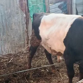 Пародны окуз