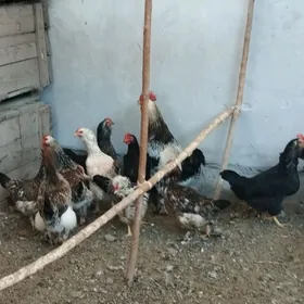 BRAMA BROÝLER  HORAZ TOWUKLAR