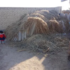 mallar üçün 1 maşyn ot