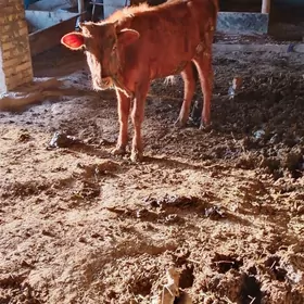 Okuz bilen gulajyn goleler