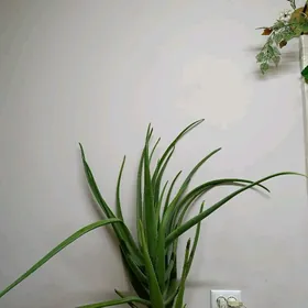 Алое цветок