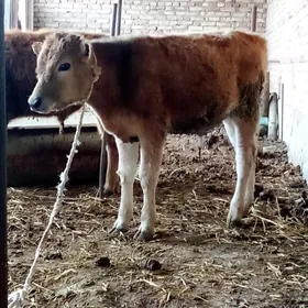 Tohum Öküzler 2 Sany 7 aýlyk