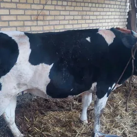 чёрный пёстр