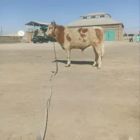 göleli sygyr öküz