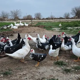 indautga horazy satlyk