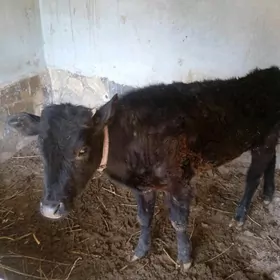 окузче пародыны