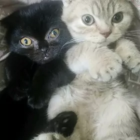 Вислоухий котята