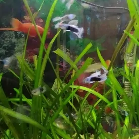 Аквариумные рыбки (гуппи)