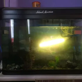 Аквариум