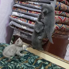 Шотлан пишиклер