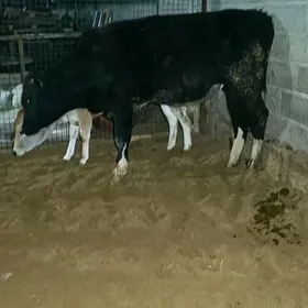 arassa galisdeyin okuz