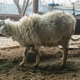 кочкарлар кузулы койлар