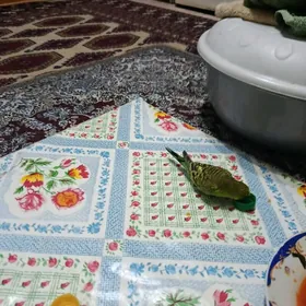 popugay, попугай