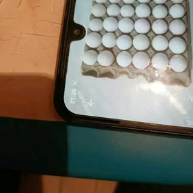 Индюк юмуртга