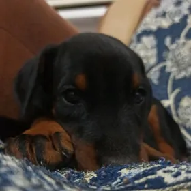 Doberman Доберман