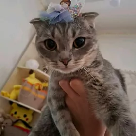 кошка вислаухая шотлаедская