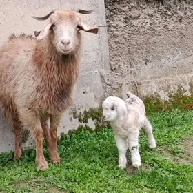 Dog bilen owlakly gechi