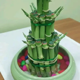 piramida bamboo бамбук