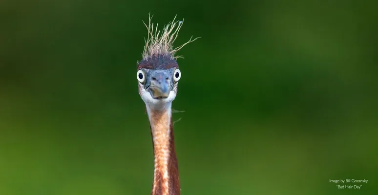 Mr. Pringles we süýri totyguş: Nikon Comedy Wildlife Awards-yň gülkünç suratlary