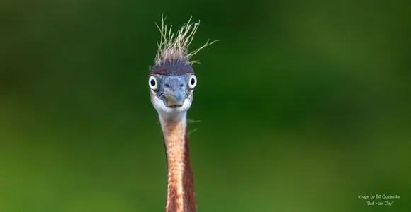 Мистер Принглс и другие смешные фотографии из Nikon Comedy Wildlife Awards