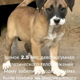 щенок в добрые руки!!!!!!