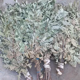 дубовые веники