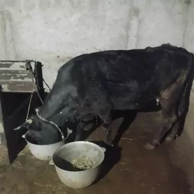 simintal gara sygyr gölesiz