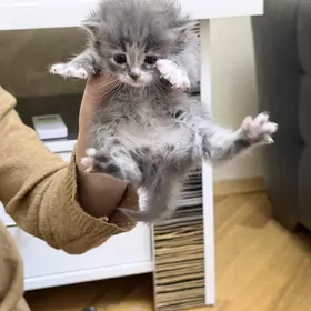 котенок британка