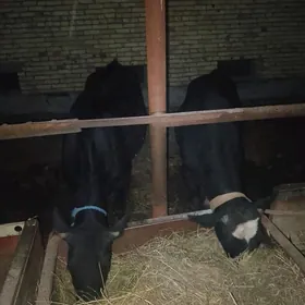 PARODNY GUNAJYN WE ÖKÜZÇE