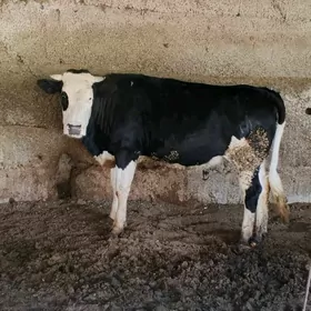 Simental Galisdeyin Tuwe