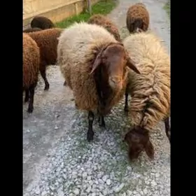 ишгар герек