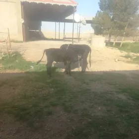 Uly göleli sygyr beýik gulajyn