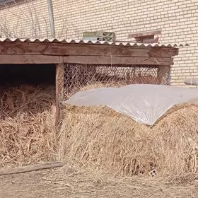 Ot, ýorunja+haşal ot garylan