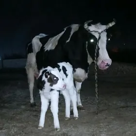 goleli sygyr golisteyin