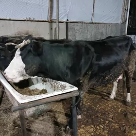 sygyr bogaz Gybrid simental