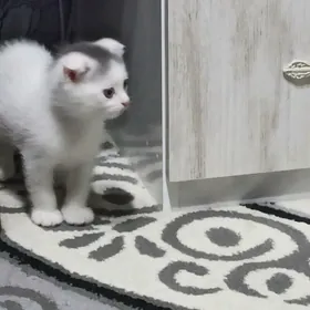 Котенок Чистокровный