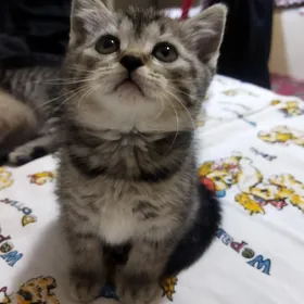 Котята Британцы