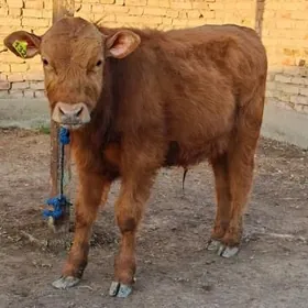 Шароле окузче